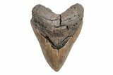 Huge, Fossil Megalodon Tooth - North Carolina #220006-1